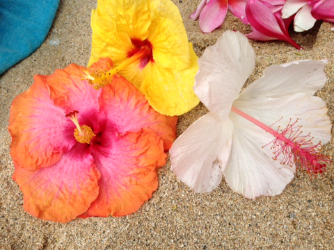 おまめ×神戸レタス