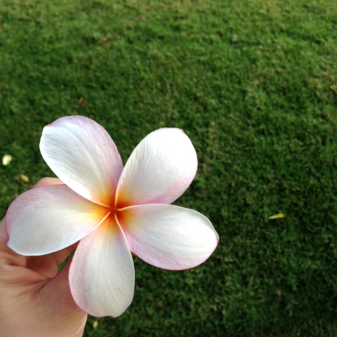 おまめ×神戸レタス